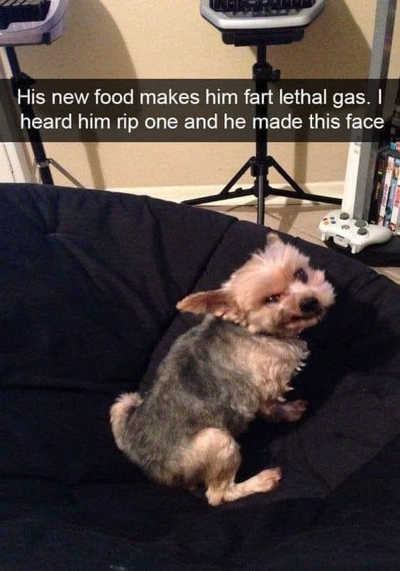 meme dump, funny memes, hilarious memes, Saturday memes, weekend humor, trending memes, viral memes