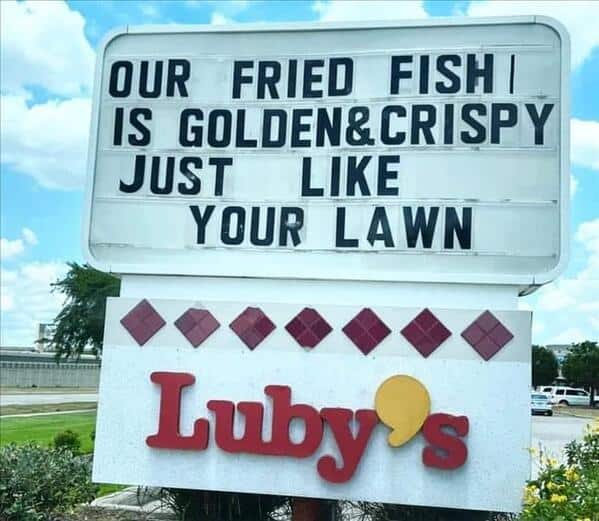 meme dump, funny memes, hilarious memes, lunch break memes, internet humor, work-life balance memes, random internet memes, internet funnies
