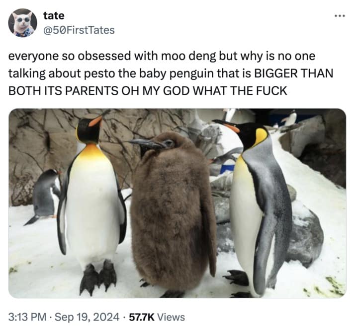 Pesto the penguin memes, baby pesto memes, penguin memes, funny animal memes, cute penguin memes, internet animal memes, funny baby animal memes