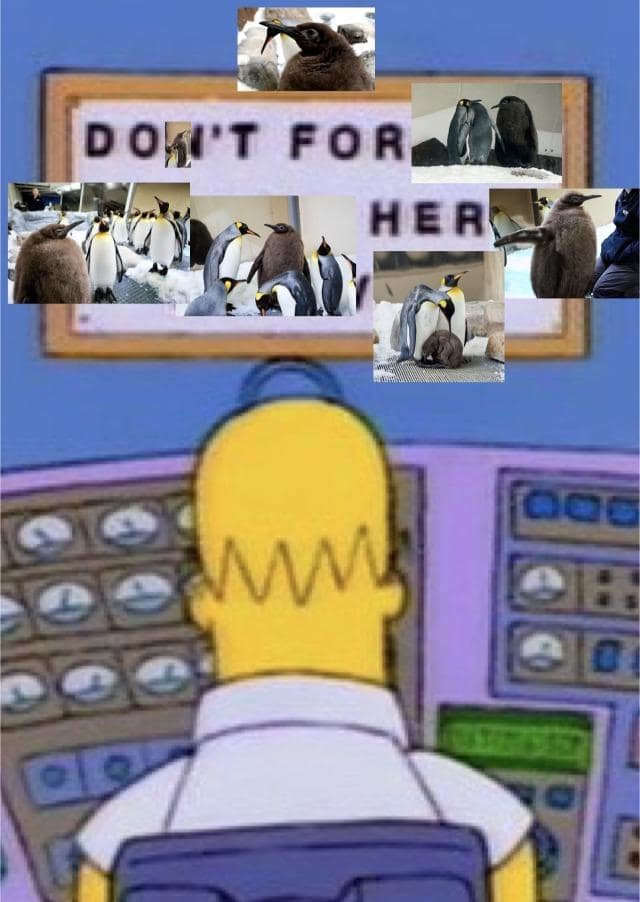 Pesto the penguin memes, baby pesto memes, penguin memes, funny animal memes, cute penguin memes, internet animal memes, funny baby animal memes