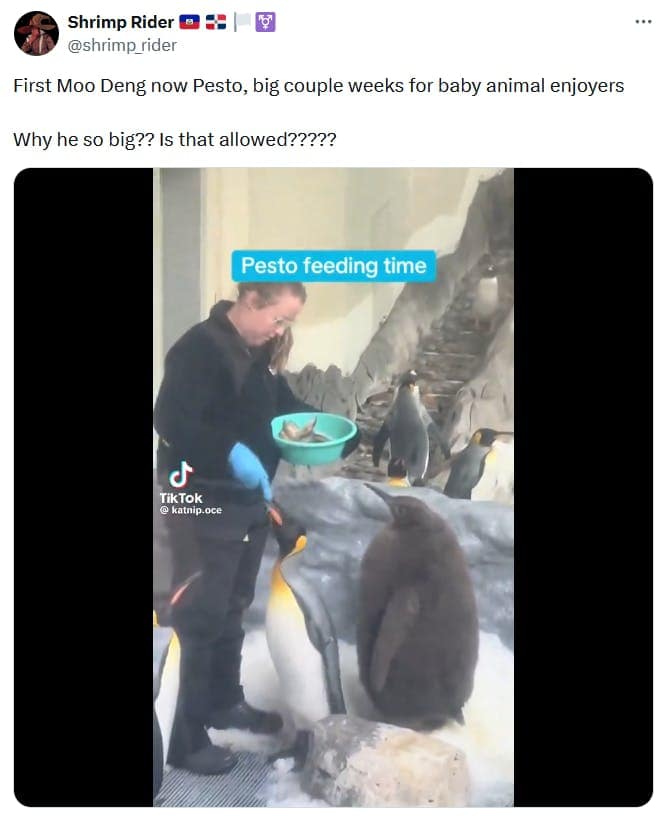 Pesto the penguin memes, baby pesto memes, penguin memes, funny animal memes, cute penguin memes, internet animal memes, funny baby animal memes