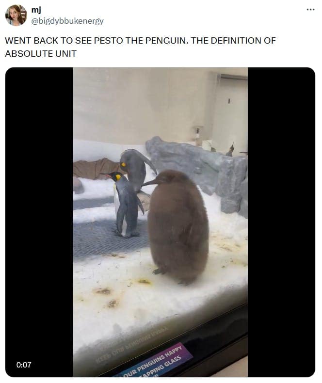 Pesto the penguin memes, baby pesto memes, penguin memes, funny animal memes, cute penguin memes, internet animal memes, funny baby animal memes