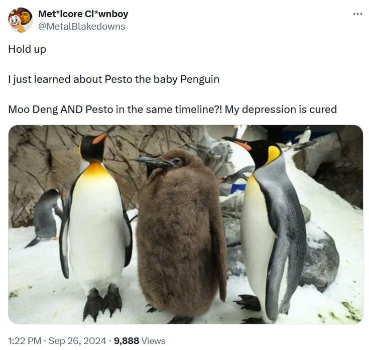 Pesto the penguin memes, baby pesto memes, penguin memes, funny animal memes, cute penguin memes, internet animal memes, funny baby animal memes