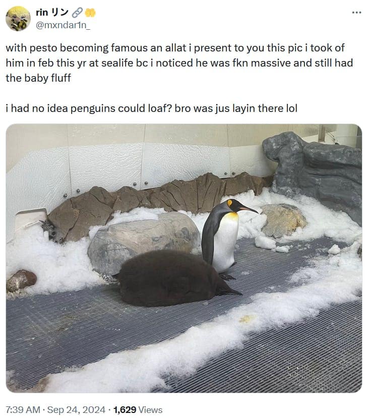 Pesto the penguin memes, baby pesto memes, penguin memes, funny animal memes, cute penguin memes, internet animal memes, funny baby animal memes