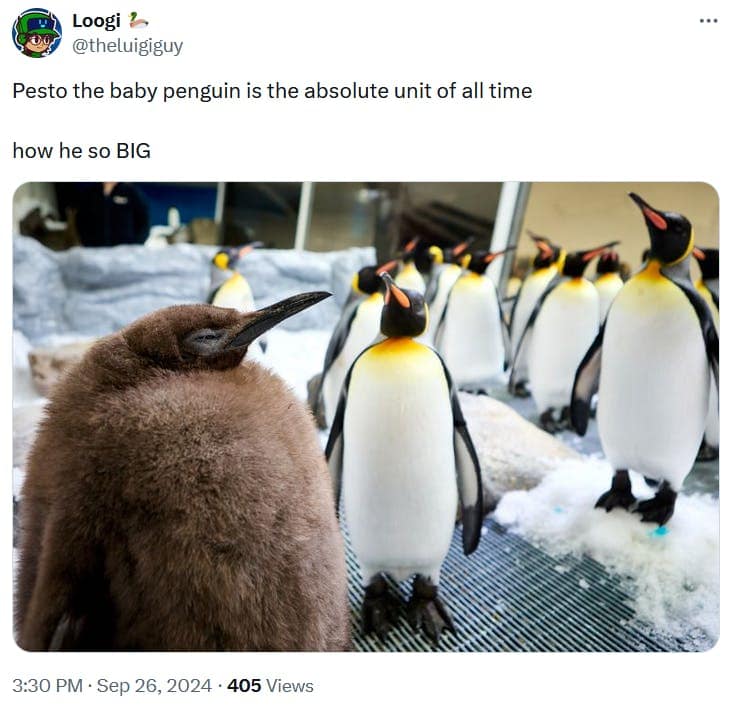 Pesto the penguin memes, baby pesto memes, penguin memes, funny animal memes, cute penguin memes, internet animal memes, funny baby animal memes