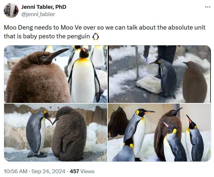 Pesto the penguin memes, baby pesto memes, penguin memes, funny animal memes, cute penguin memes, internet animal memes, funny baby animal memes