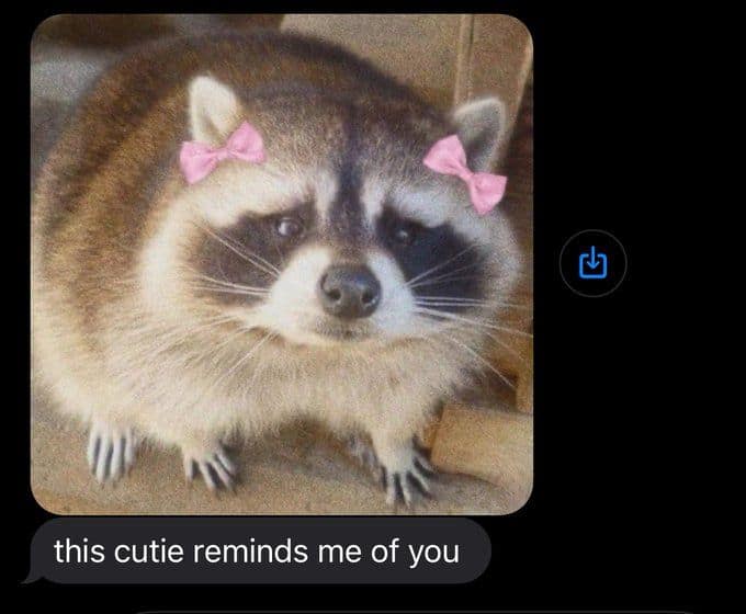 raccoon memes, trash panda memes, funny raccoon memes, cute raccoon memes, hilarious raccoon memes