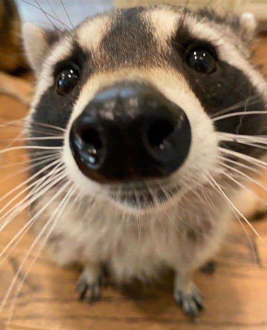 raccoon memes, trash panda memes, funny raccoon memes, cute raccoon memes, hilarious raccoon memes