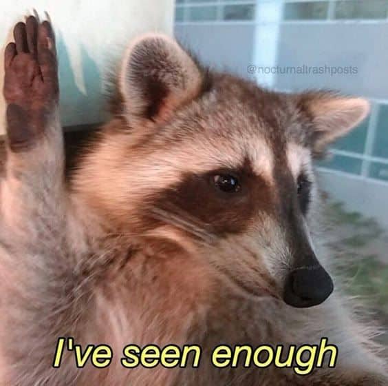 raccoon memes, trash panda memes, funny raccoon memes, cute raccoon memes, hilarious raccoon memes