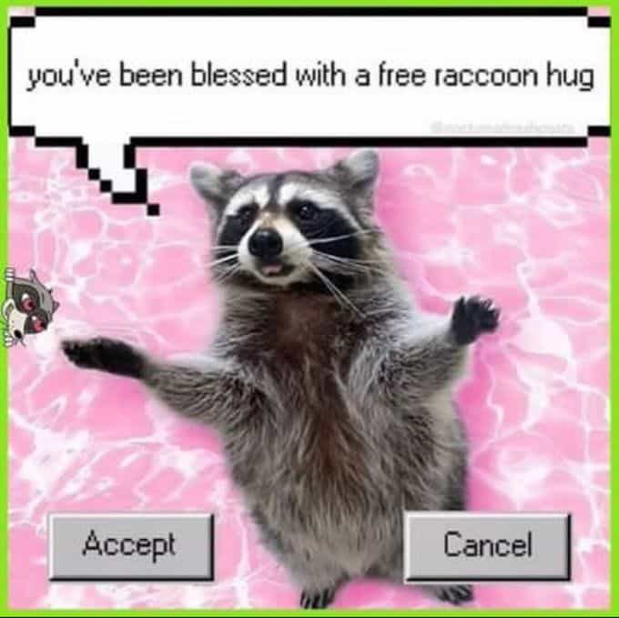 raccoon memes, trash panda memes, funny raccoon memes, cute raccoon memes, hilarious raccoon memes