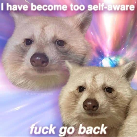 raccoon memes, trash panda memes, funny raccoon memes, cute raccoon memes, hilarious raccoon memes