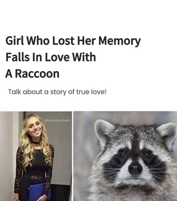 raccoon memes, trash panda memes, funny raccoon memes, cute raccoon memes, hilarious raccoon memes