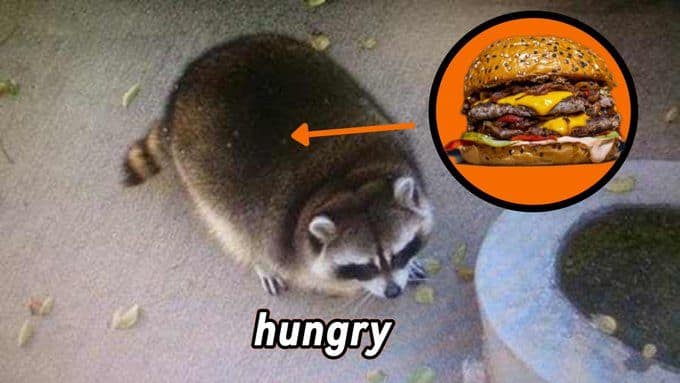 raccoon memes, trash panda memes, funny raccoon memes, cute raccoon memes, hilarious raccoon memes