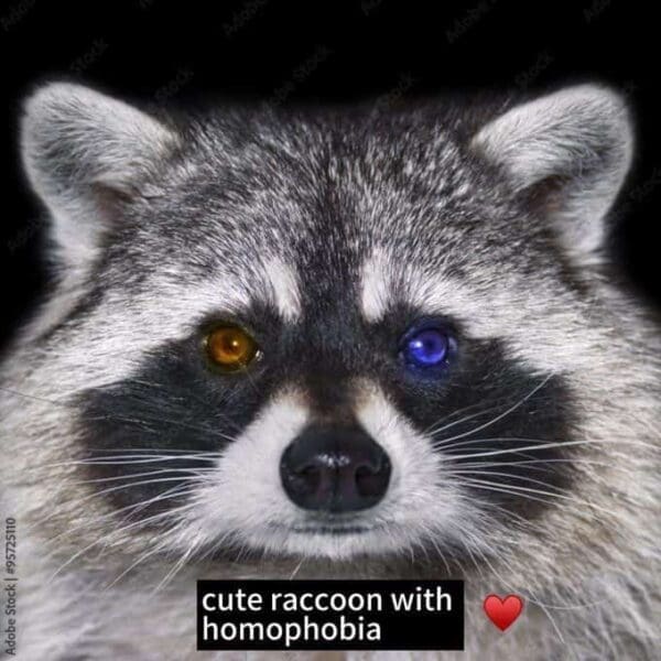 Raccoon Memes: 40 Chaotically Funny Raccoon Memes