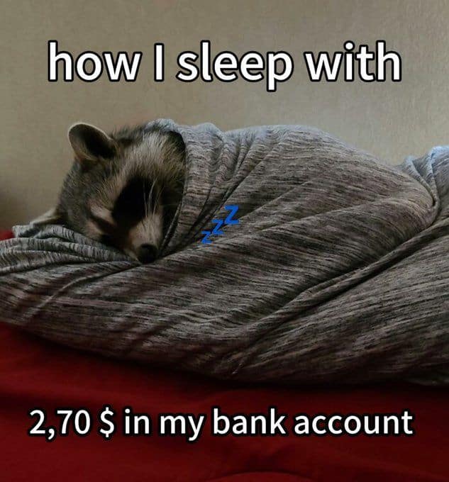 raccoon memes, trash panda memes, funny raccoon memes, cute raccoon memes, hilarious raccoon memes