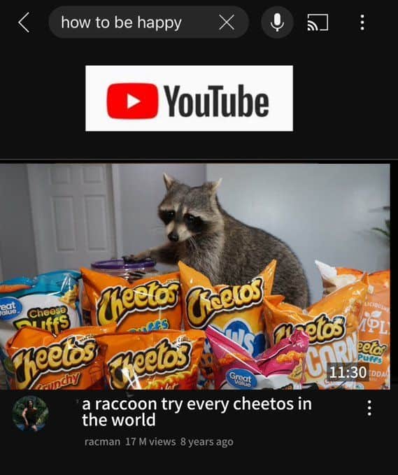 raccoon memes, trash panda memes, funny raccoon memes, cute raccoon memes, hilarious raccoon memes