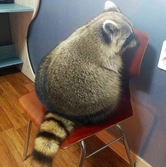 raccoon memes, trash panda memes, funny raccoon memes, cute raccoon memes, hilarious raccoon memes