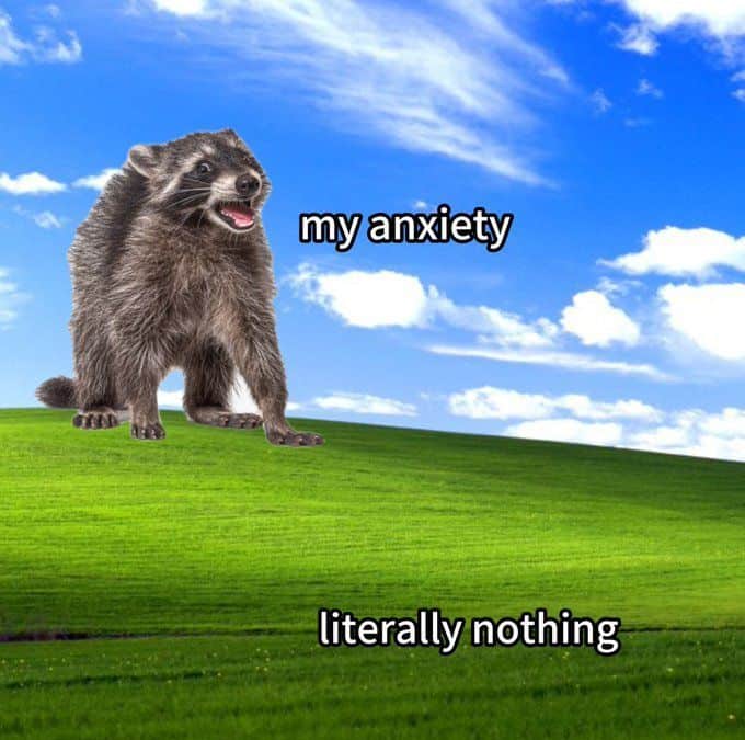 raccoon memes, trash panda memes, funny raccoon memes, cute raccoon memes, hilarious raccoon memes