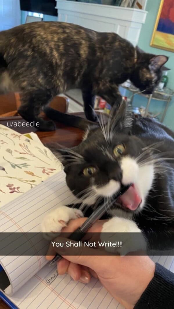 silly animals, funny animal photos, cute animals, hilarious animal pics, pet humor, goofy pets, funny animal moments