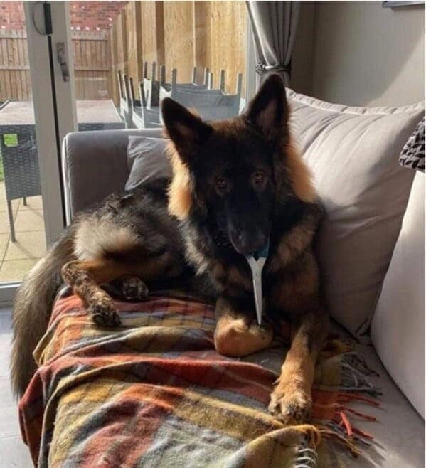 silly animals, funny animal photos, cute animals, hilarious animal pics, pet humor, goofy pets, funny animal moments