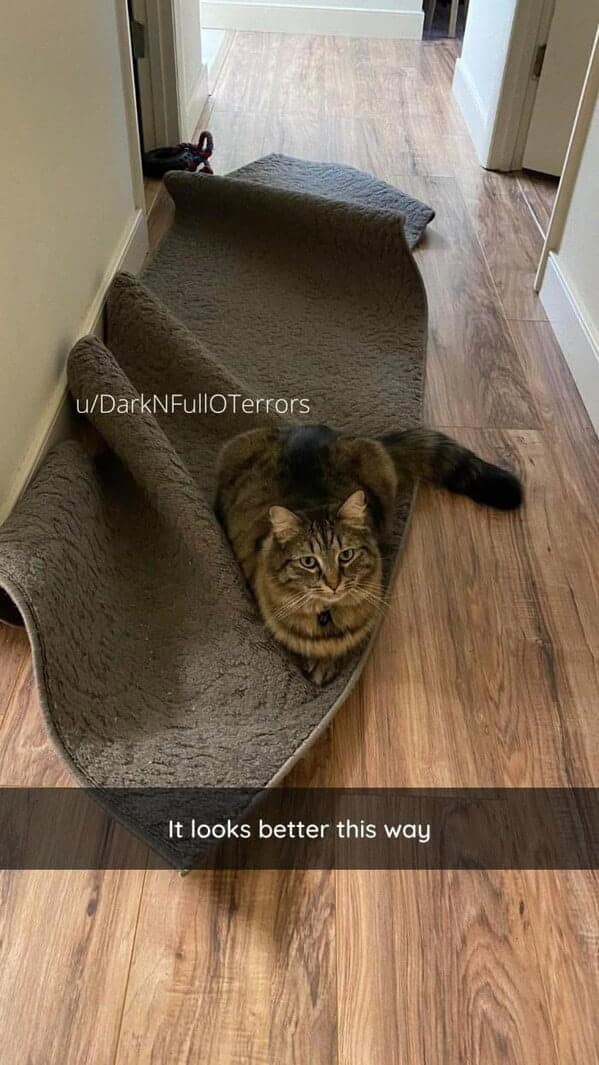 silly animals, funny animal photos, cute animals, hilarious animal pics, pet humor, goofy pets, funny animal moments