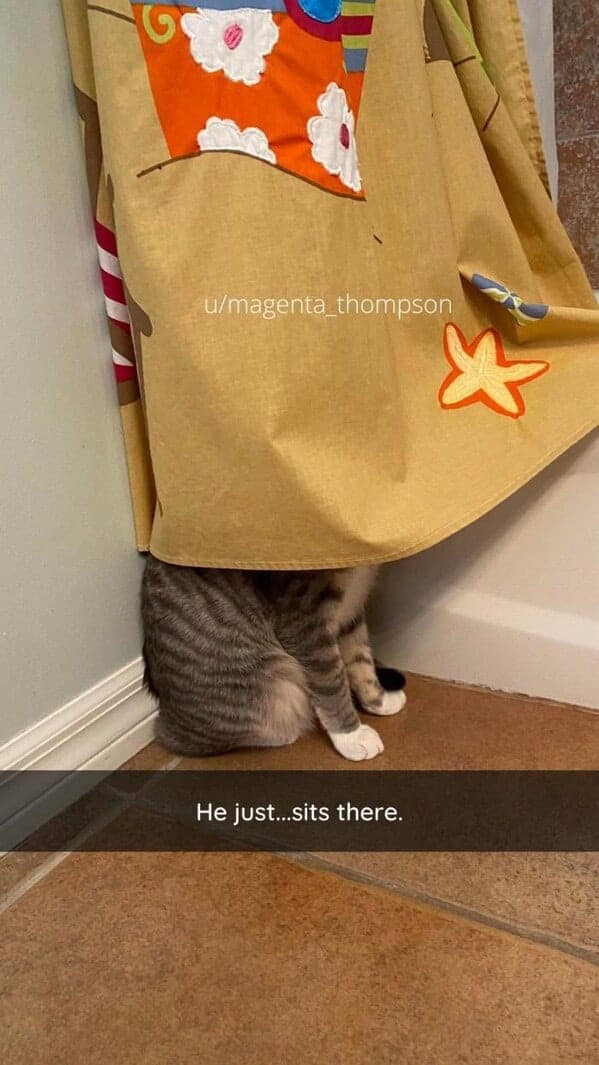 silly animals, funny animal photos, cute animals, hilarious animal pics, pet humor, goofy pets, funny animal moments