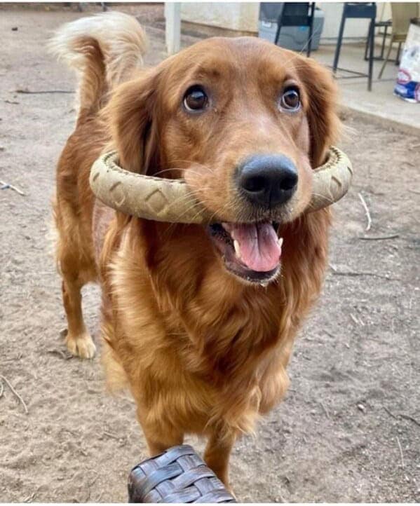 silly animals, funny animal photos, cute animals, hilarious animal pics, pet humor, goofy pets, funny animal moments