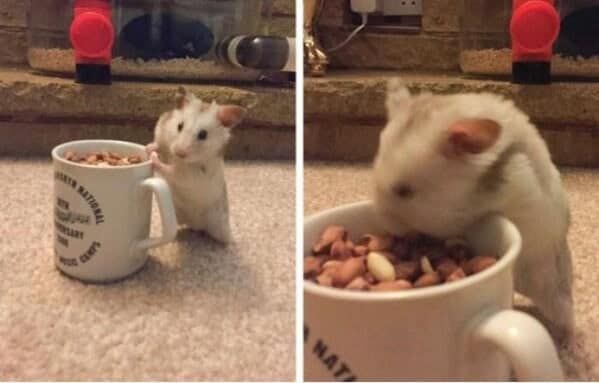 silly animals, funny animal photos, cute animals, hilarious animal pics, pet humor, goofy pets, funny animal moments