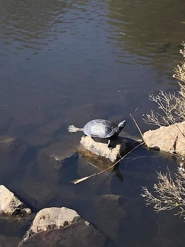 silly animals, funny animal photos, cute animals, hilarious animal pics, pet humor, goofy pets, funny animal moments