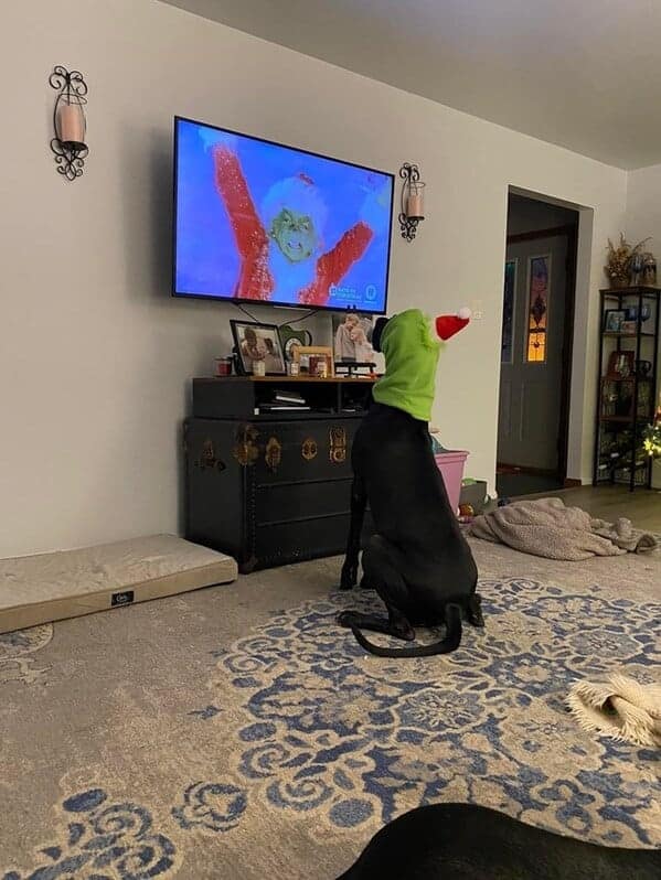 silly animals, funny animal photos, cute animals, hilarious animal pics, pet humor, goofy pets, funny animal moments