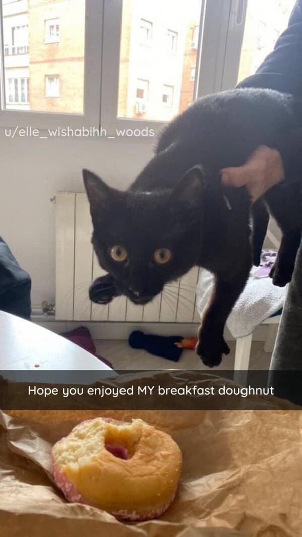 silly animals, funny animal photos, cute animals, hilarious animal pics, pet humor, goofy pets, funny animal moments