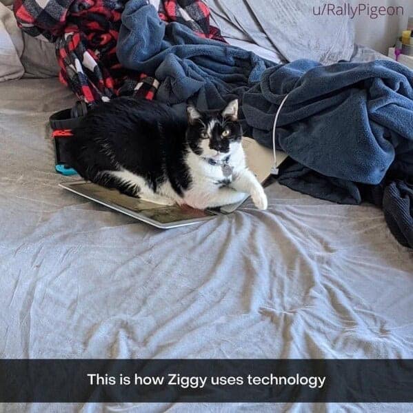 silly animals, funny animal photos, cute animals, hilarious animal pics, pet humor, goofy pets, funny animal moments