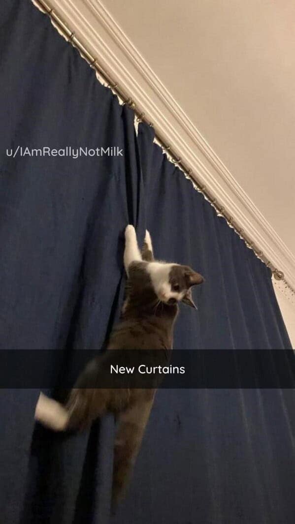 silly animals, funny animal photos, cute animals, hilarious animal pics, pet humor, goofy pets, funny animal moments