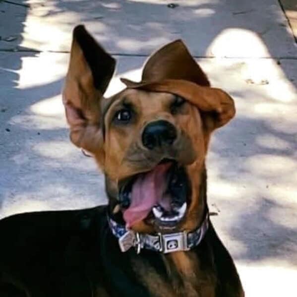 silly animals, funny animal photos, cute animals, hilarious animal pics, pet humor, goofy pets, funny animal moments