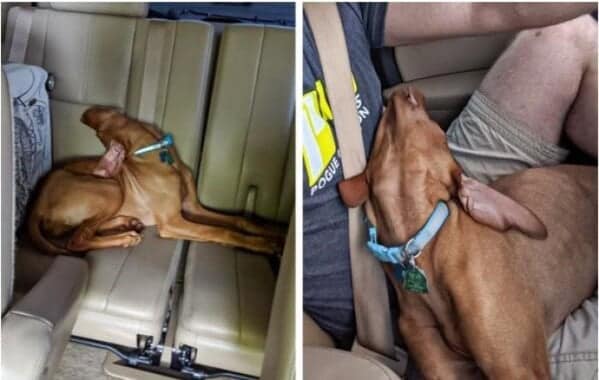 silly animals, funny animal photos, cute animals, hilarious animal pics, pet humor, goofy pets, funny animal moments