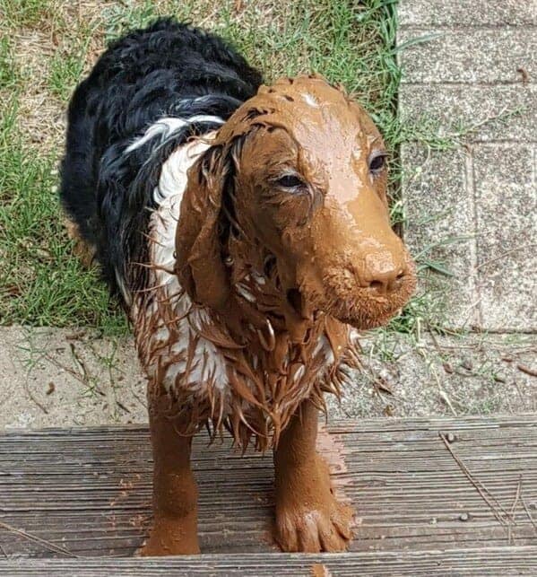 silly animals, funny animal photos, cute animals, hilarious animal pics, pet humor, goofy pets, funny animal moments