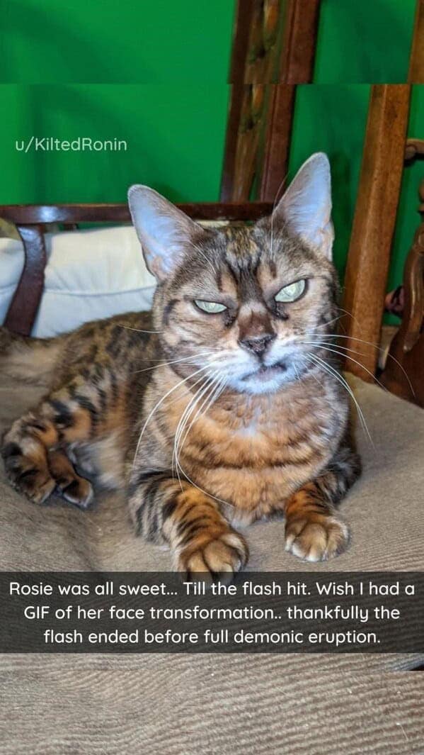 silly animals, funny animal photos, cute animals, hilarious animal pics, pet humor, goofy pets, funny animal moments