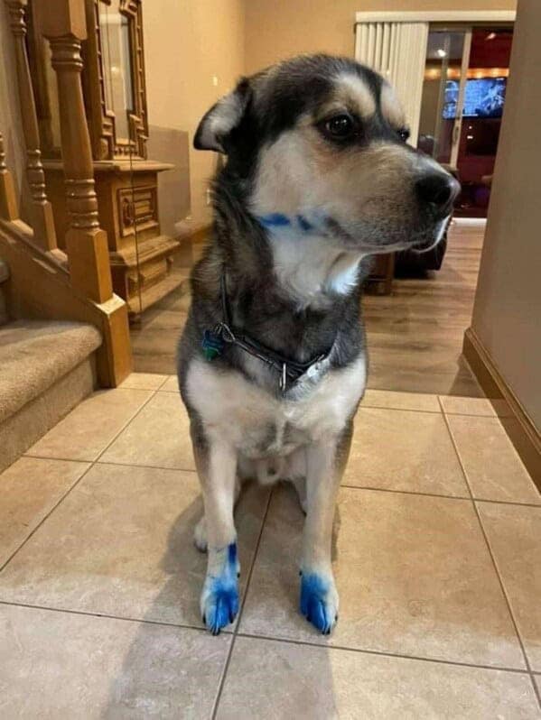 silly animals, funny animal photos, cute animals, hilarious animal pics, pet humor, goofy pets, funny animal moments