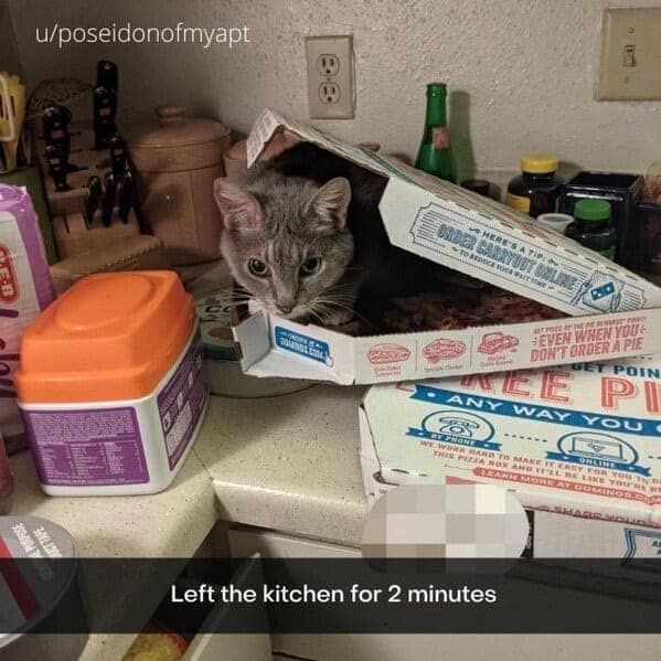 silly animals, funny animal photos, cute animals, hilarious animal pics, pet humor, goofy pets, funny animal moments