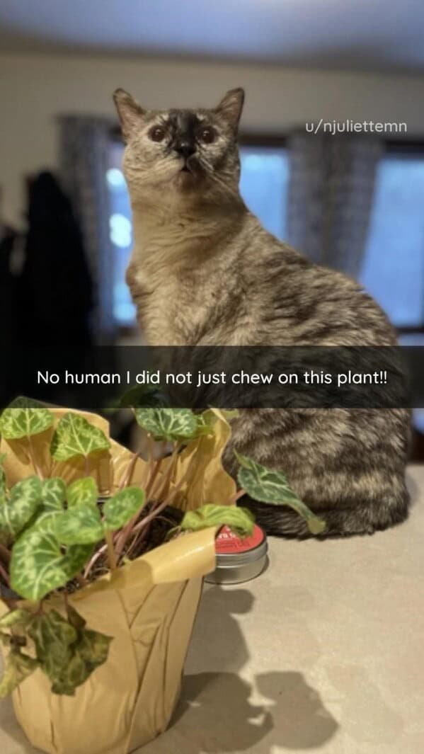 silly animals, funny animal photos, cute animals, hilarious animal pics, pet humor, goofy pets, funny animal moments