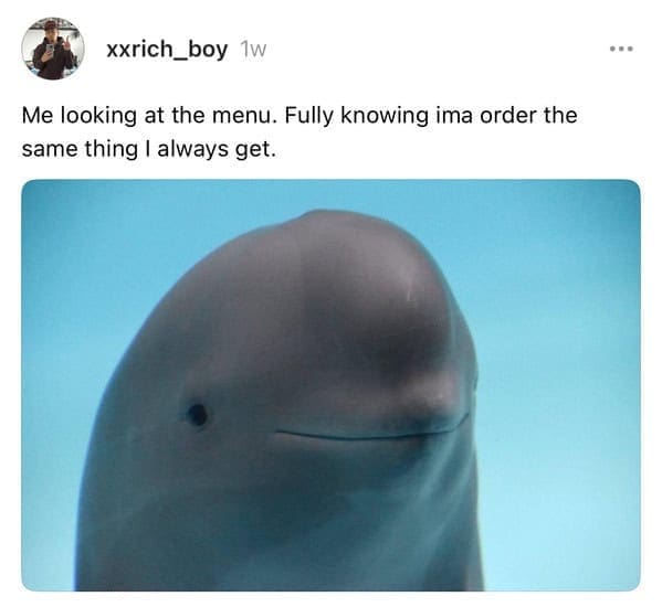 smiling dolphin memes, viral dolphin memes, dolphin humor, funny dolphin memes, viral animal memes, funny animal pictures, animal reaction memes, popular animal memes, dolphin smile memes, feel-good animal humor