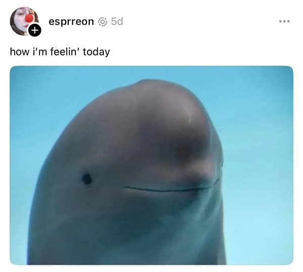 smiling dolphin memes, viral dolphin memes, dolphin humor, funny dolphin memes, viral animal memes, funny animal pictures, animal reaction memes, popular animal memes, dolphin smile memes, feel-good animal humor