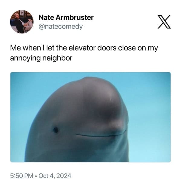 smiling dolphin memes, viral dolphin memes, dolphin humor, funny dolphin memes, viral animal memes, funny animal pictures, animal reaction memes, popular animal memes, dolphin smile memes, feel-good animal humor
