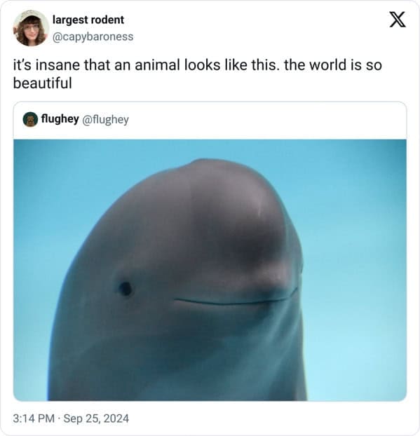smiling dolphin memes, viral dolphin memes, dolphin humor, funny dolphin memes, viral animal memes, funny animal pictures, animal reaction memes, popular animal memes, dolphin smile memes, feel-good animal humor