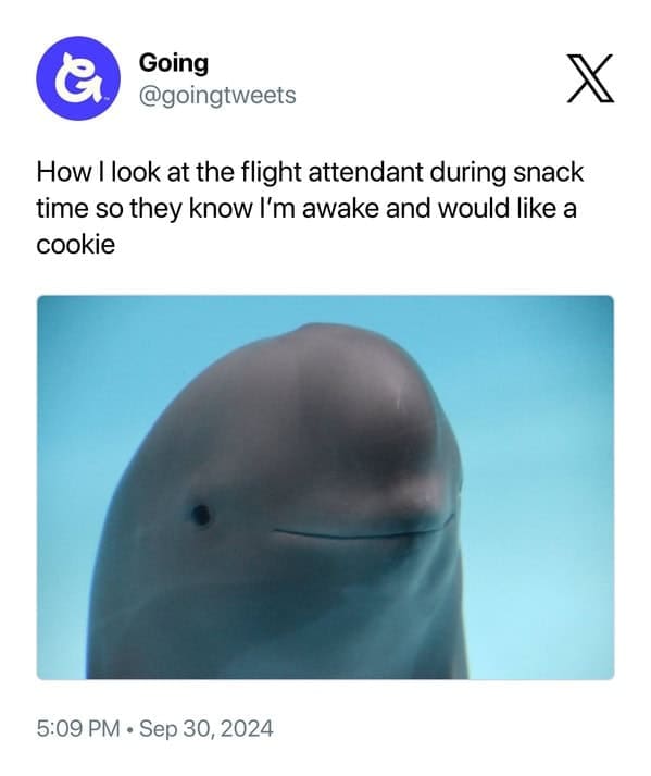 smiling dolphin memes, viral dolphin memes, dolphin humor, funny dolphin memes, viral animal memes, funny animal pictures, animal reaction memes, popular animal memes, dolphin smile memes, feel-good animal humor