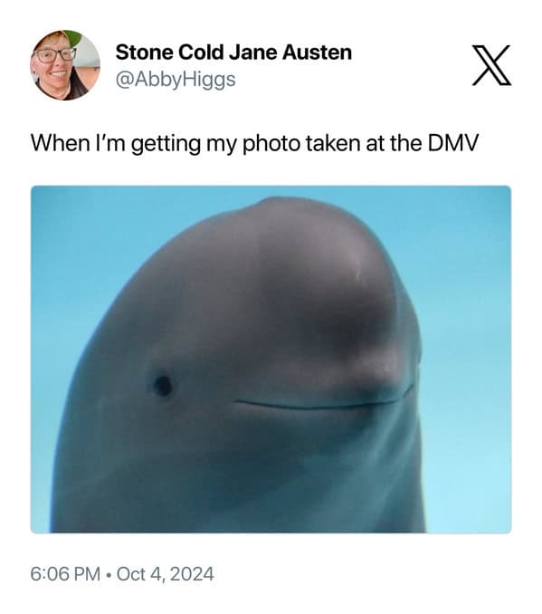 smiling dolphin memes, viral dolphin memes, dolphin humor, funny dolphin memes, viral animal memes, funny animal pictures, animal reaction memes, popular animal memes, dolphin smile memes, feel-good animal humor