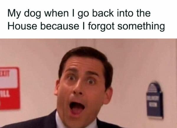 My dog when I go back into the House because I forgot something