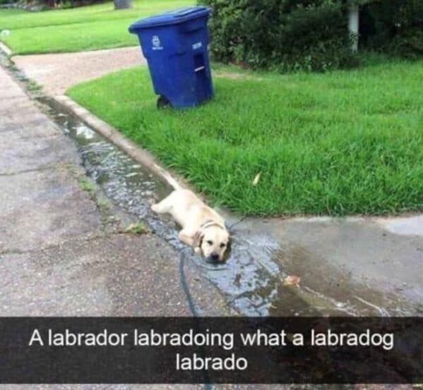 wholesome memes, heartwarming memes, uplifting memes, Feel-good memes, Positive memes, kindness memes