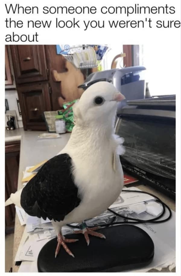 wholesome memes, heartwarming memes, uplifting memes, feel-good memes, touching pictures, heartening photos, positive memes, happy memes, inspiring memes, motivational memes