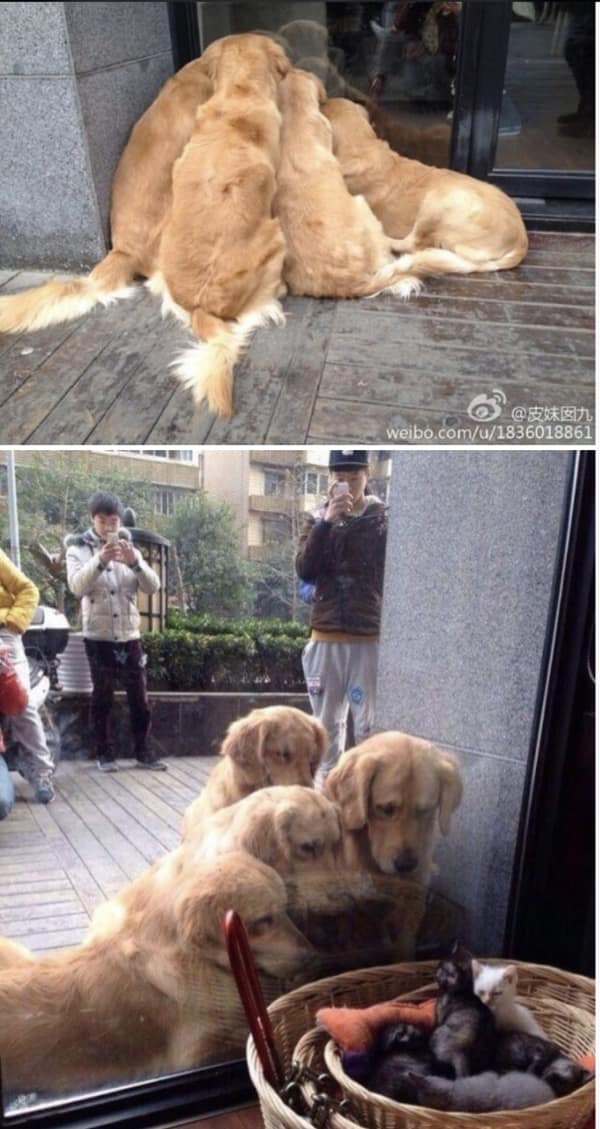 wholesome memes, heartwarming memes, uplifting memes, feel-good memes, touching pictures, heartening photos, positive memes, happy memes, inspiring memes, motivational memes